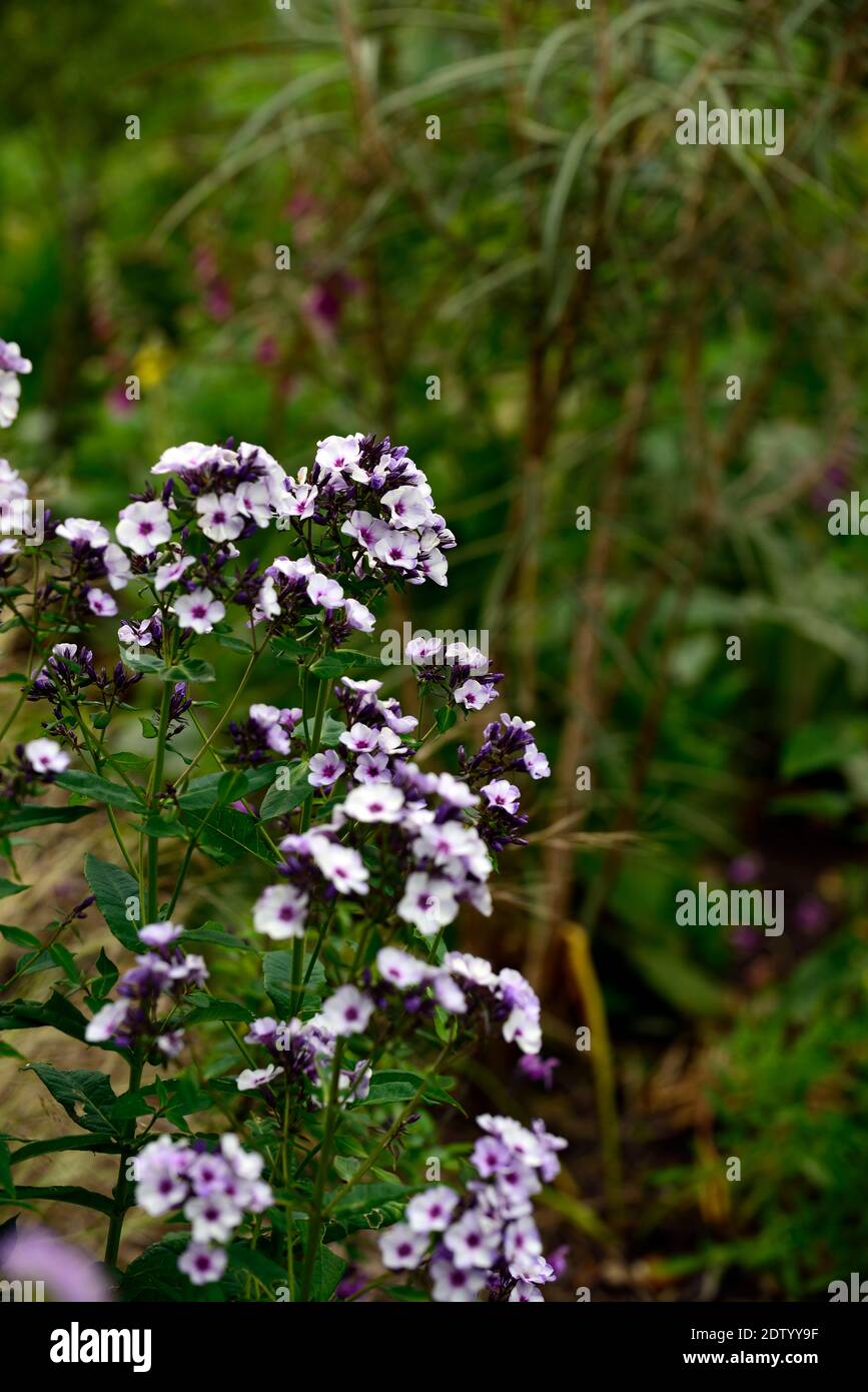 Phlox paniculata Swirly Burly,mixed planting scheme,perennial,flowers,garden,gardens,RM floral Stock Photo