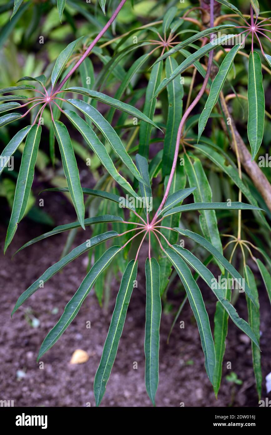 Schefflera sp from Yunnan,dark new growth,green,leaves,foliage,tropical,exotic,plant,new growth,green grey foliage,green grey leaves,evergreen foliage Stock Photo