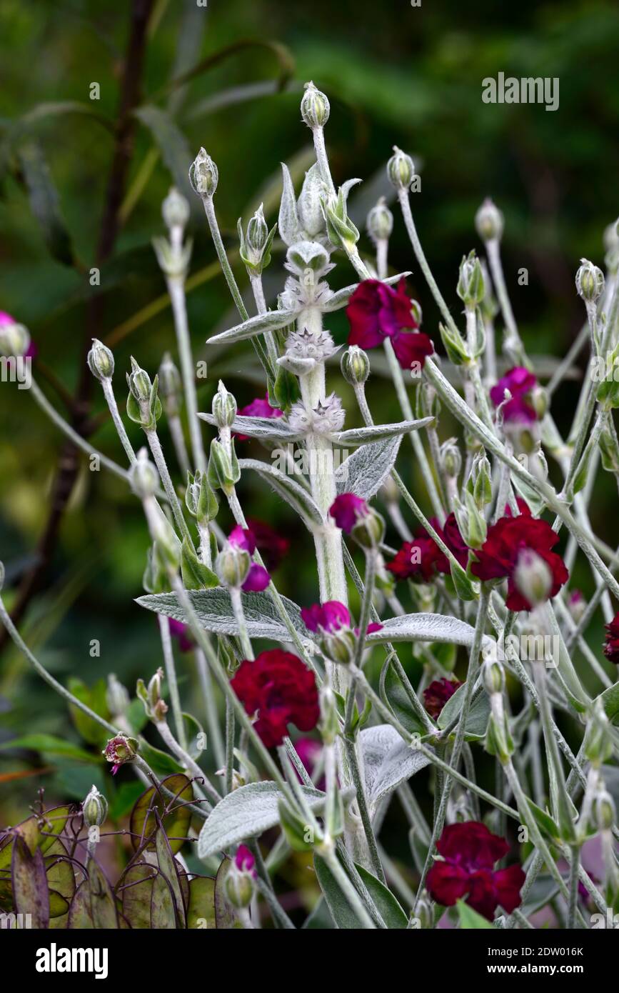 Stachys byzantina,lamb'sear,woolly coronaria Gardeners World,rose campion