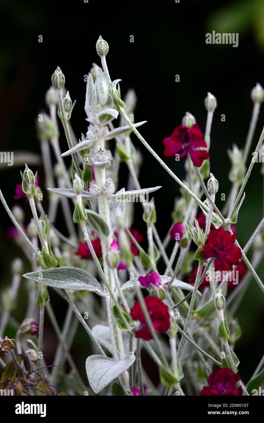 Stachys byzantina,lamb'sear,woolly coronaria
