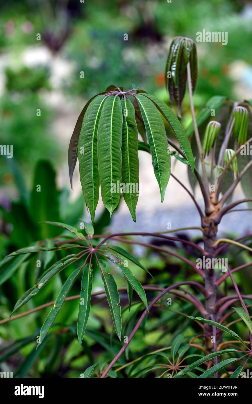 Schefflera sp from Yunnan,dark new growth,green,leaves,foliage,tropical,exotic,plant,new growth,green grey foliage,green grey leaves,evergreen foliage Stock Photo