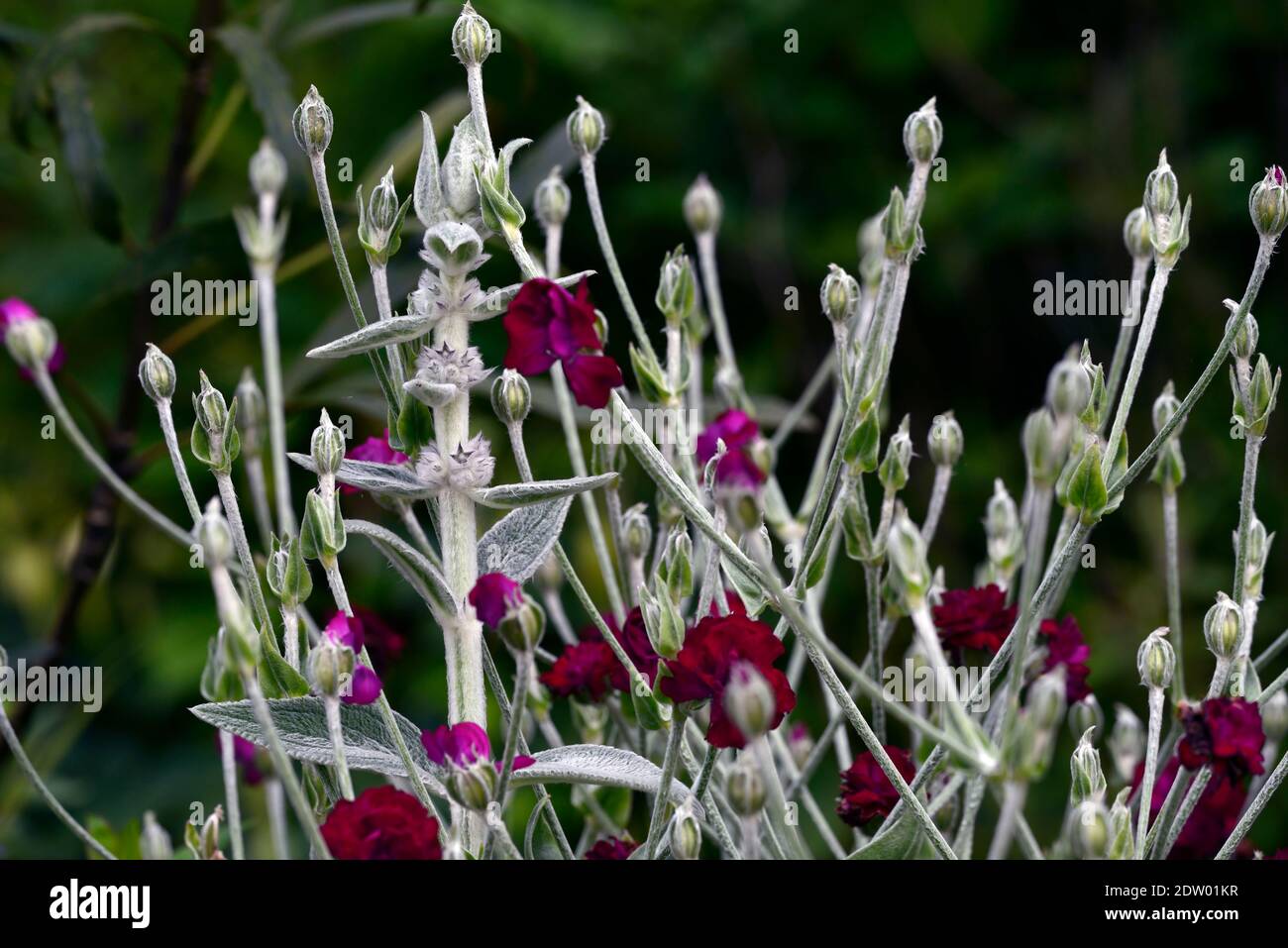 hires stock photography and images Alamy