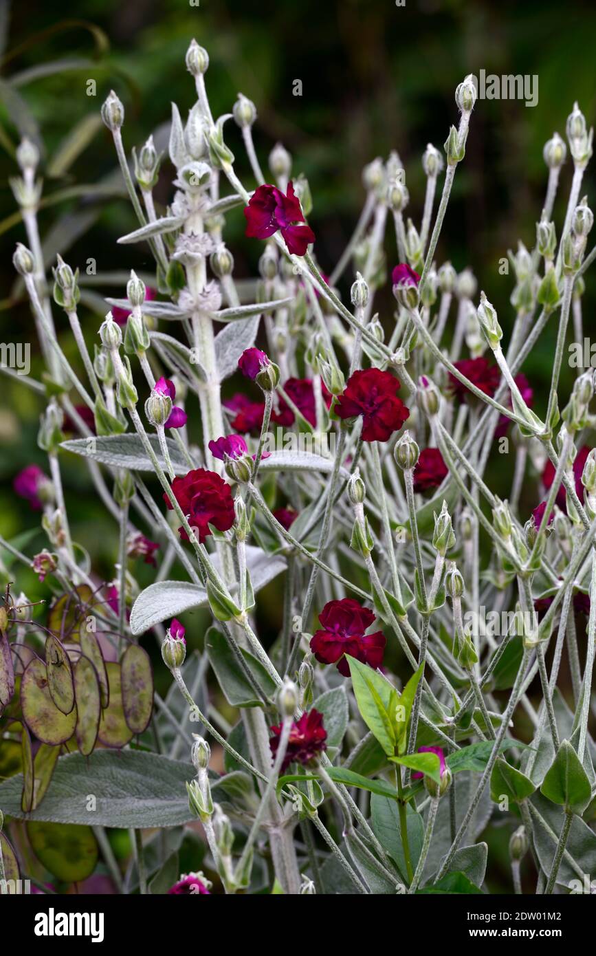 Rose campion leaves hires stock photography and images Alamy