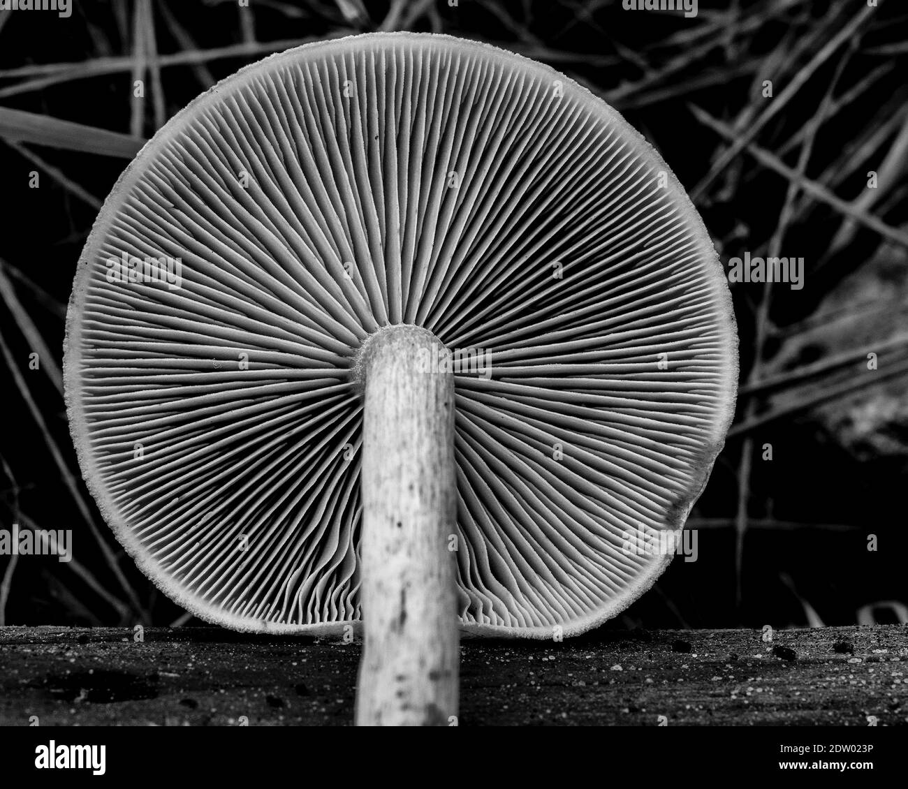 Closeup Of Mushroom Growing Outdoors Stock Photo Alamy