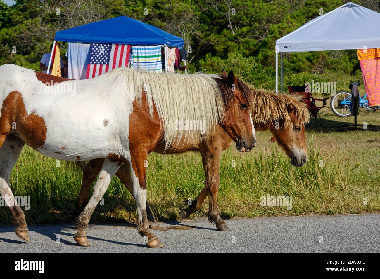 2 wild horses walking past campsite hires stock photography and images