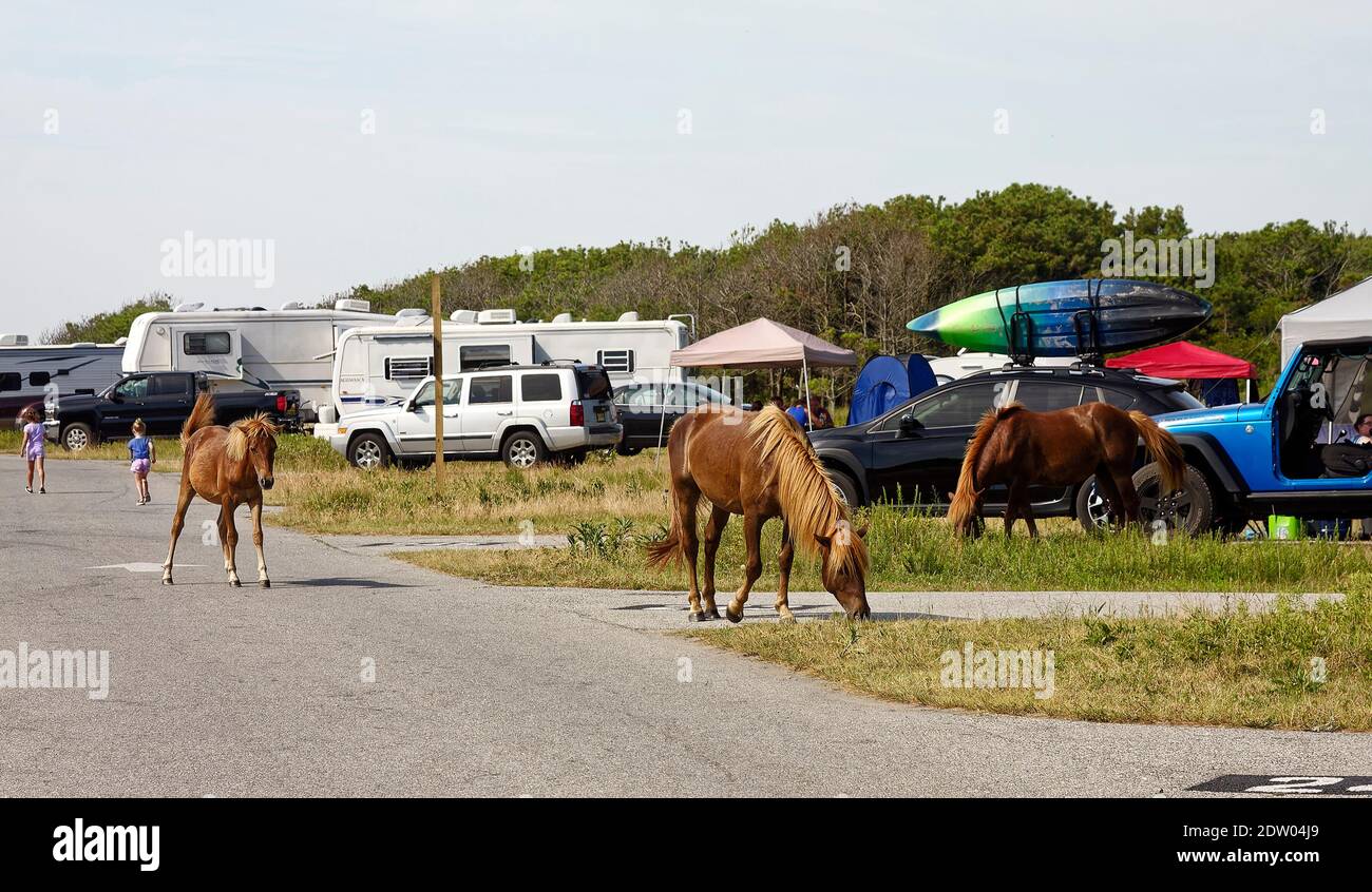 campground scene; 3 wild horses, campsites, vehicles, people, canopy