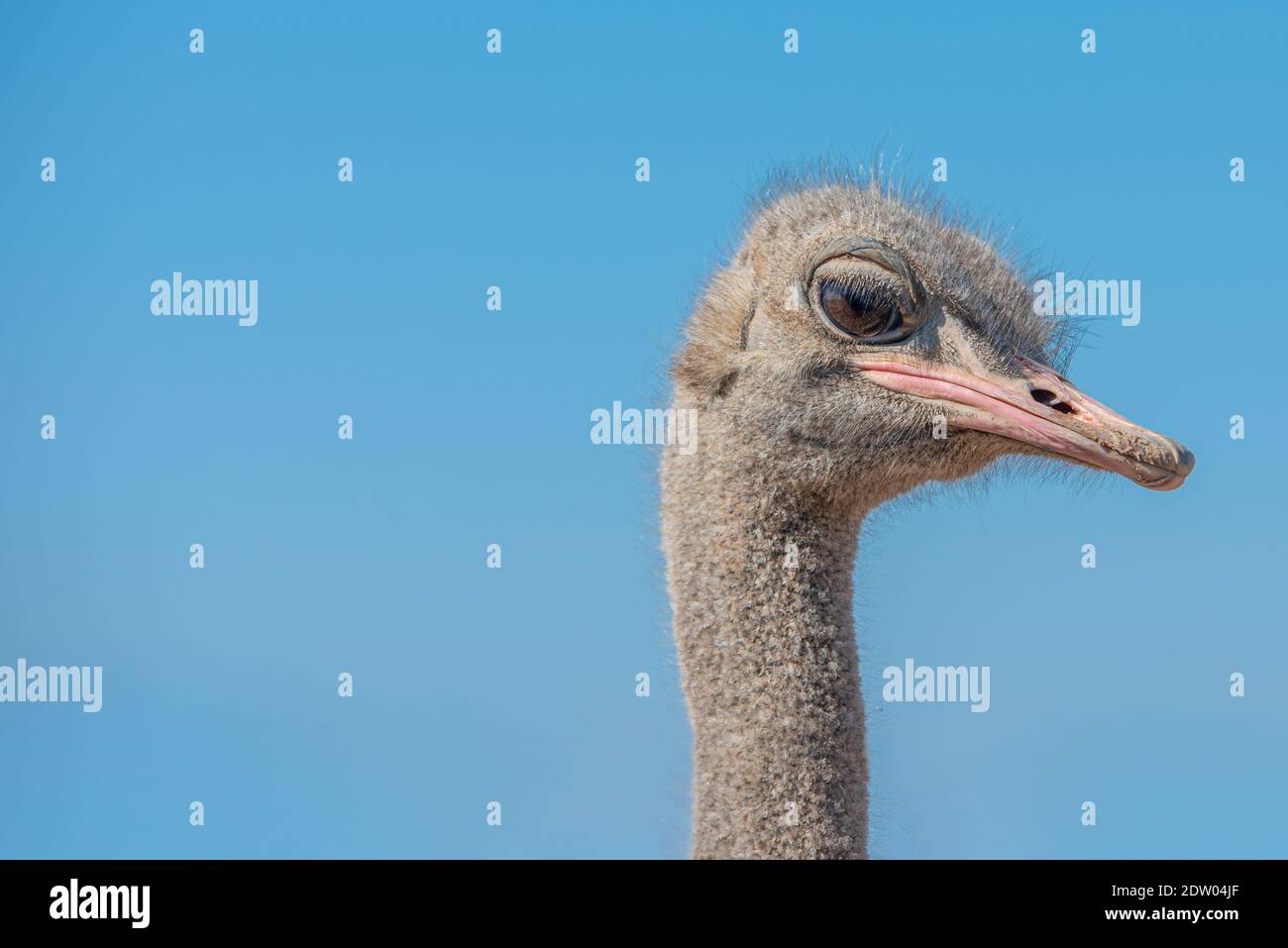 Ostriches on the farm Stock Photo