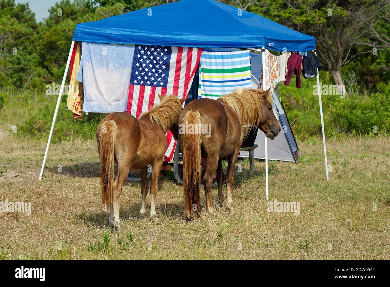 2 wild horses at campsite, canopy tent, towels hanging, campground