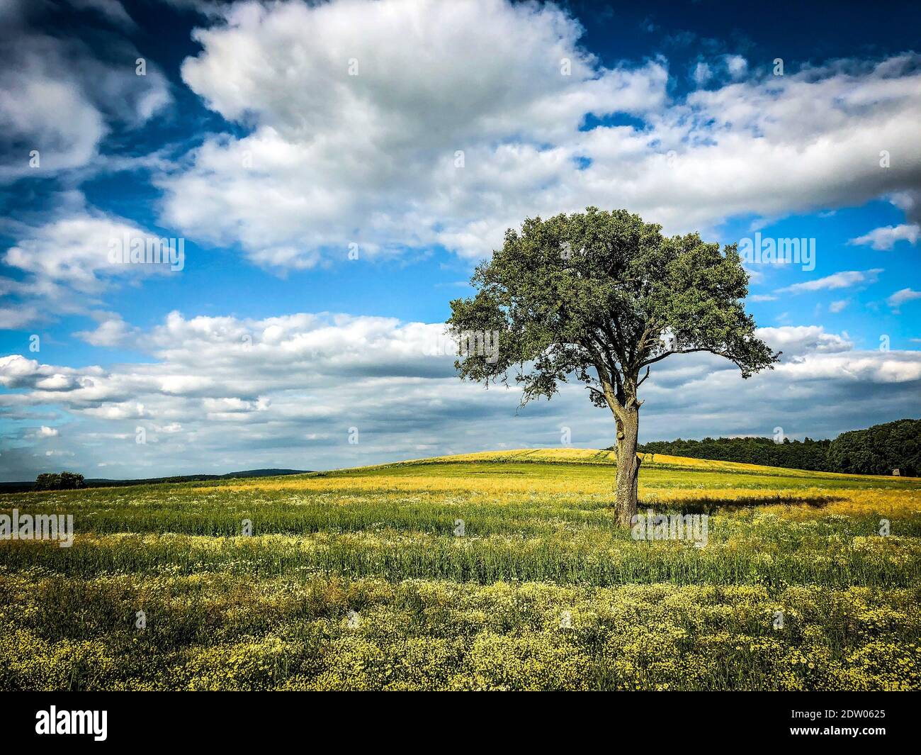 Tree On Field Against Sky Stock Photo