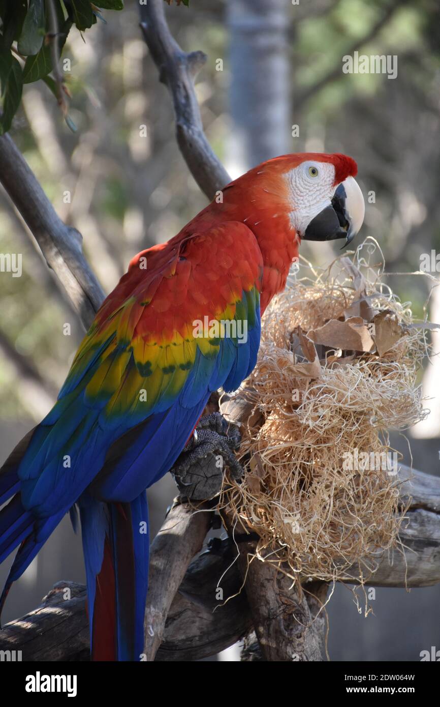 Macaw Big Beak Perch Requirements photo