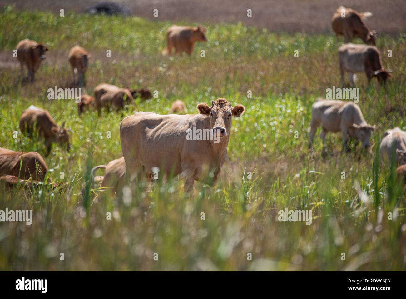 Cows in the green field Stock Photo - Alamy