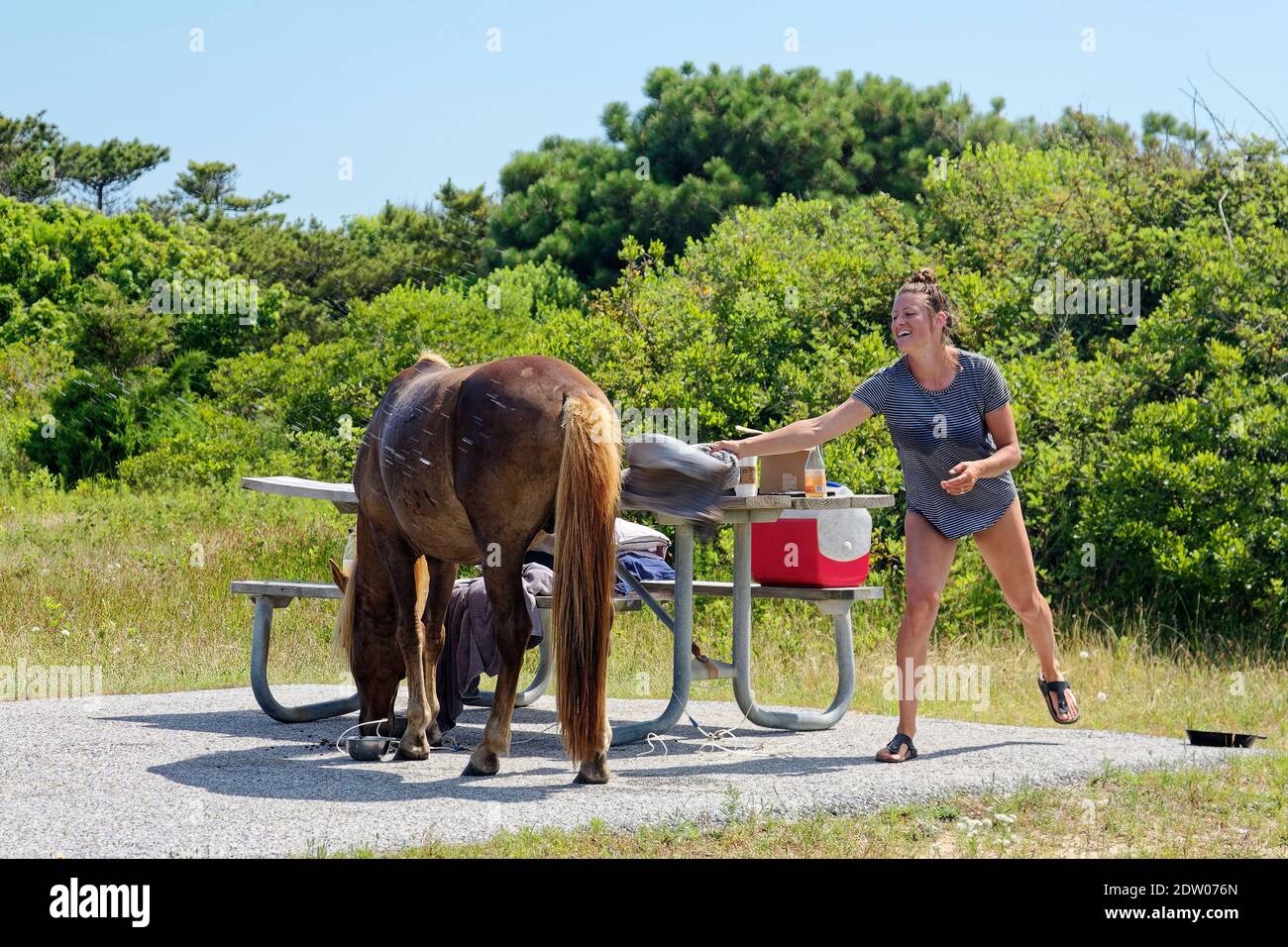 woman trying to chase wild horse from campsite, picnic table, food, camper; campground; animal, wildlife, Assateague State Park; Maryland; USA; Berli Stock Photo