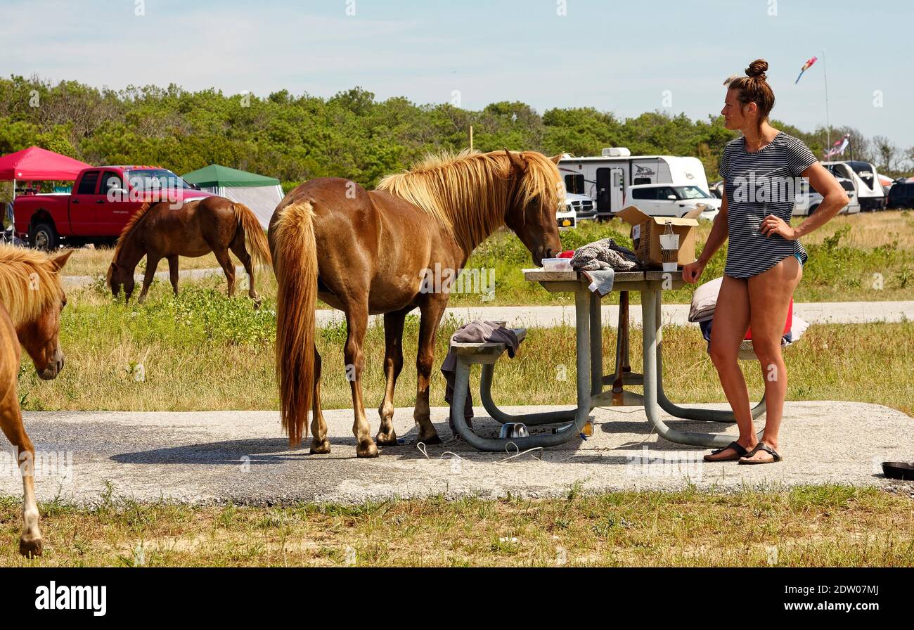 campground scene; wild horses in campsite, eating food from picnic