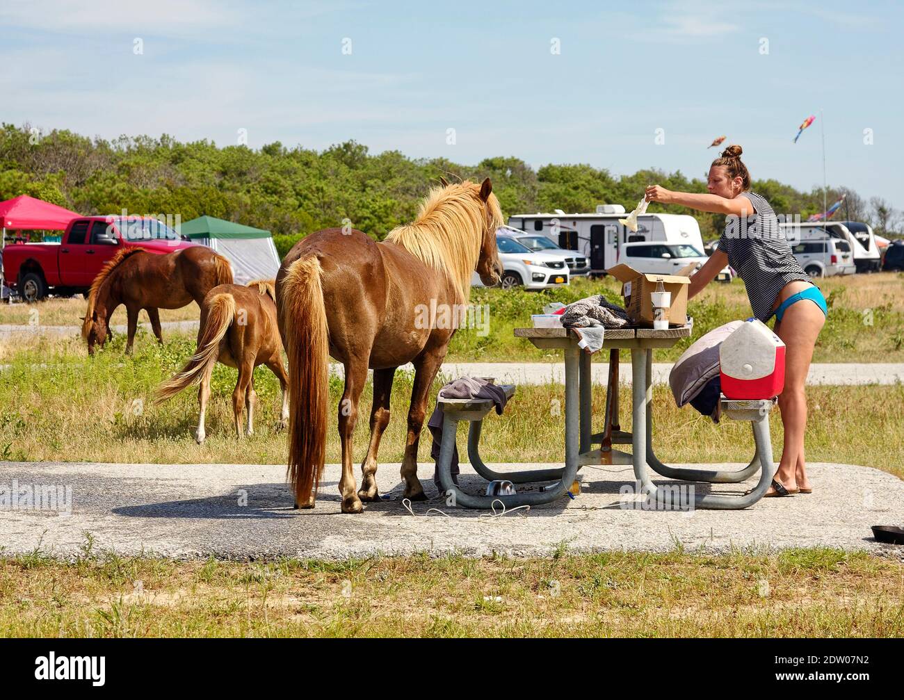 campground scene; wild horses in campsite, eating food from picnic