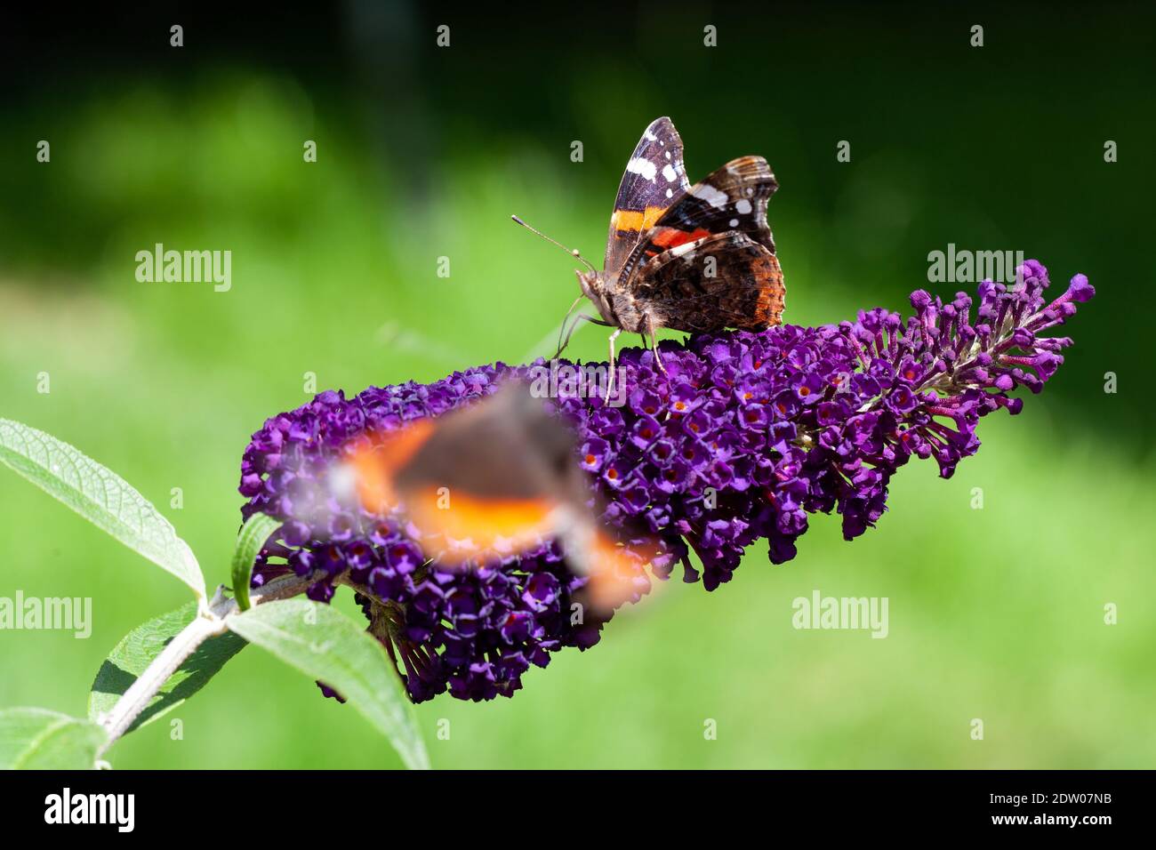 Red Admiral, Vanessa atalanta, butterflies on Buddleja flower or butterfly bush. High quality photo Stock Photo