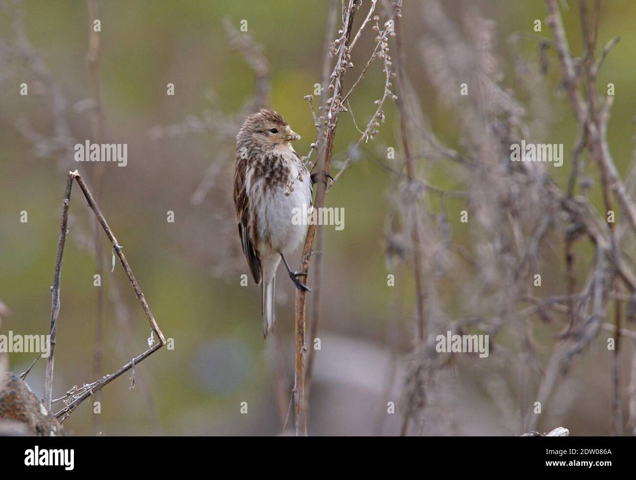 Twite (Carduelis flavirostris brevirostris) adult perched on dead plant feeding on seeds  Armenia           May Stock Photo