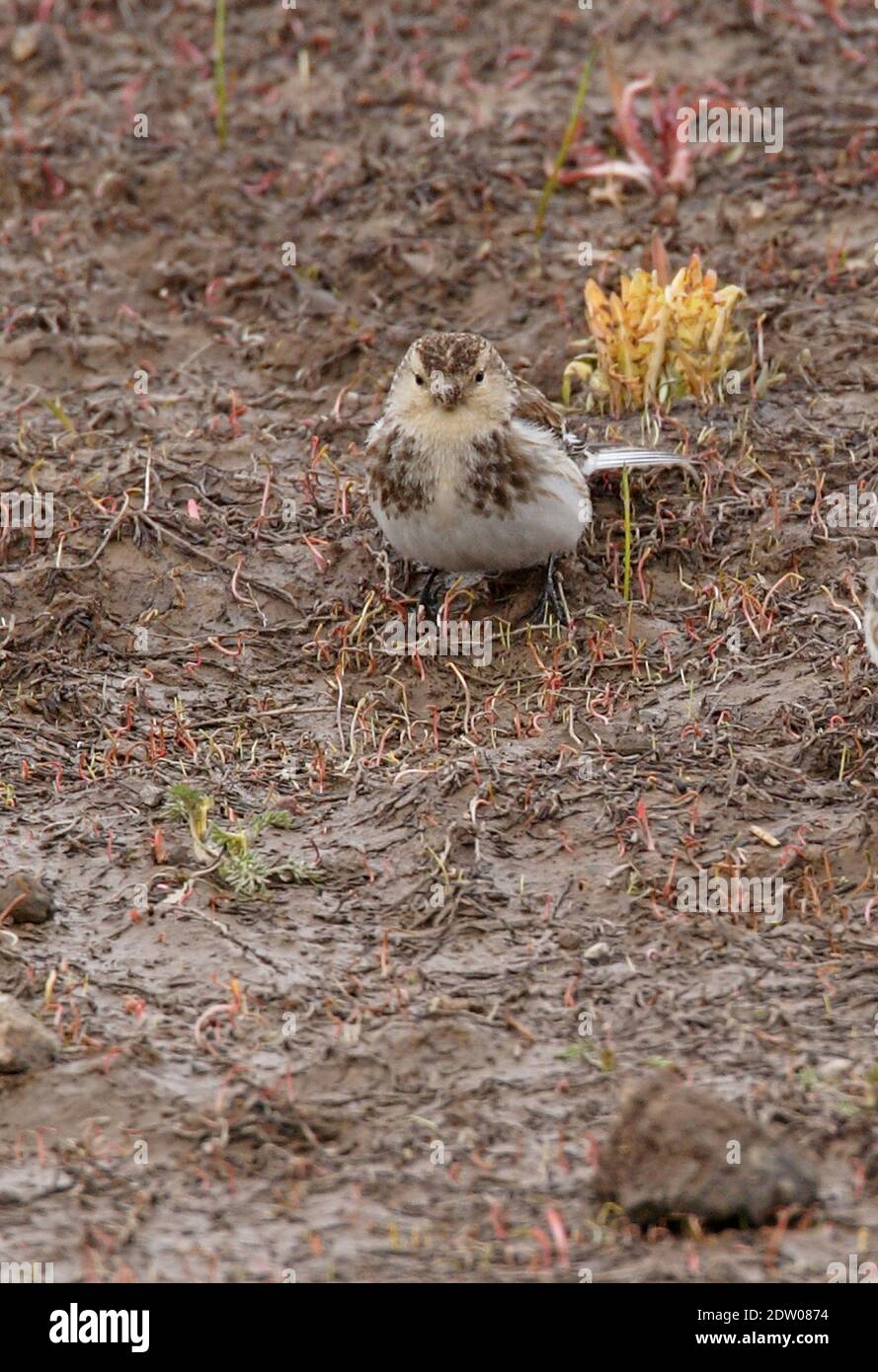 Twite (Carduelis flavirostris brevirostris) female feeding on the groung soon after snow melt  Armenia           May Stock Photo