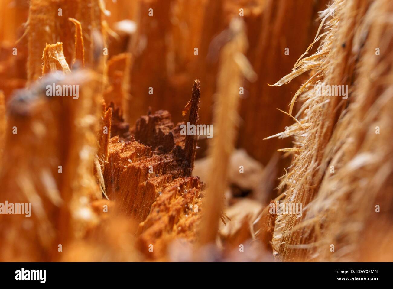 Splinter In Tree Rings Detailed tree surface hi-res stock photography and images - Alamy
