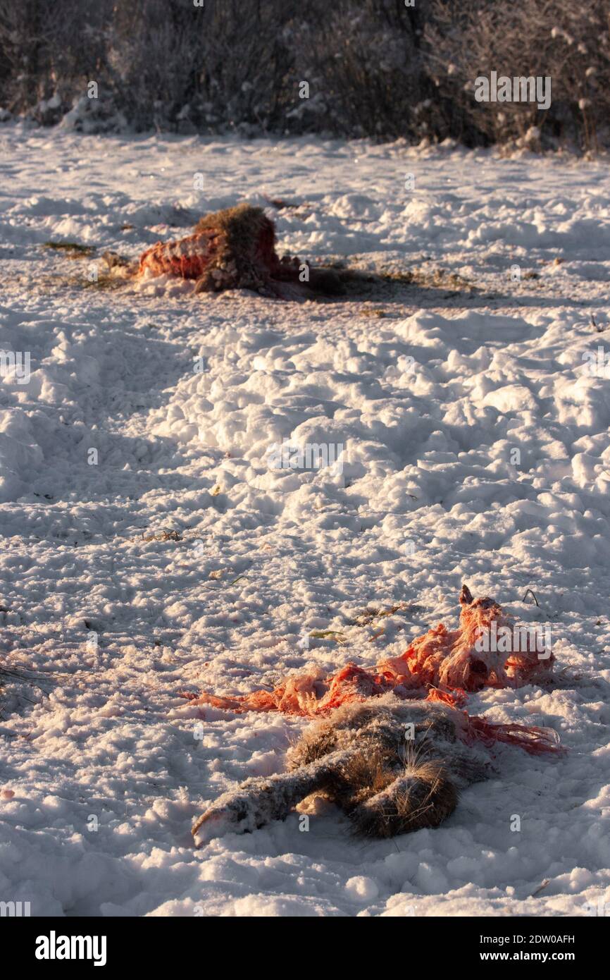 Dead deer on the snowy field killed by wolf attack during the cold winter in Latvia. Stock Photo