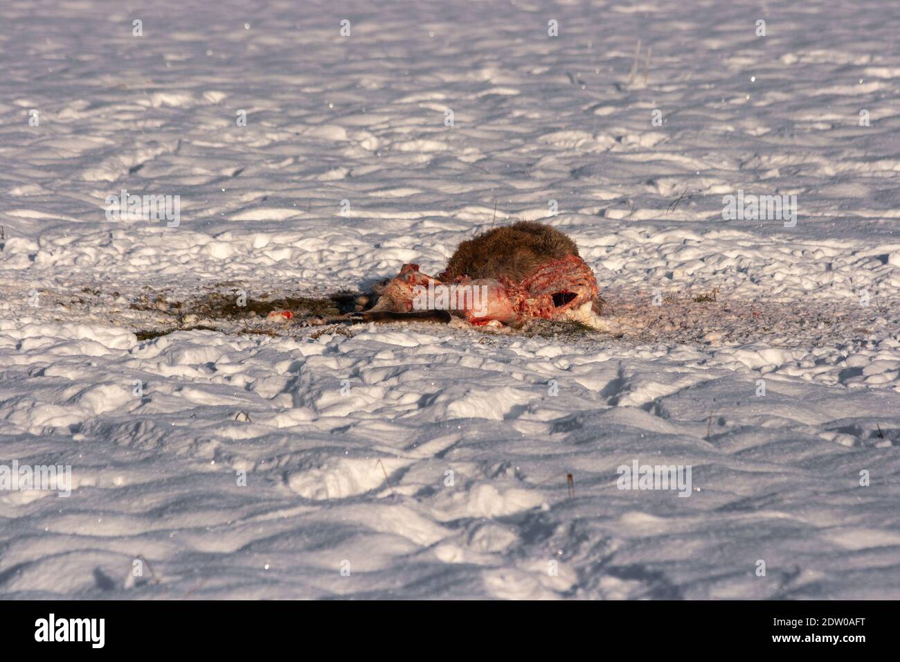 Dead deer on the snowy field killed by wolf attack during the cold winter in Latvia. Stock Photo