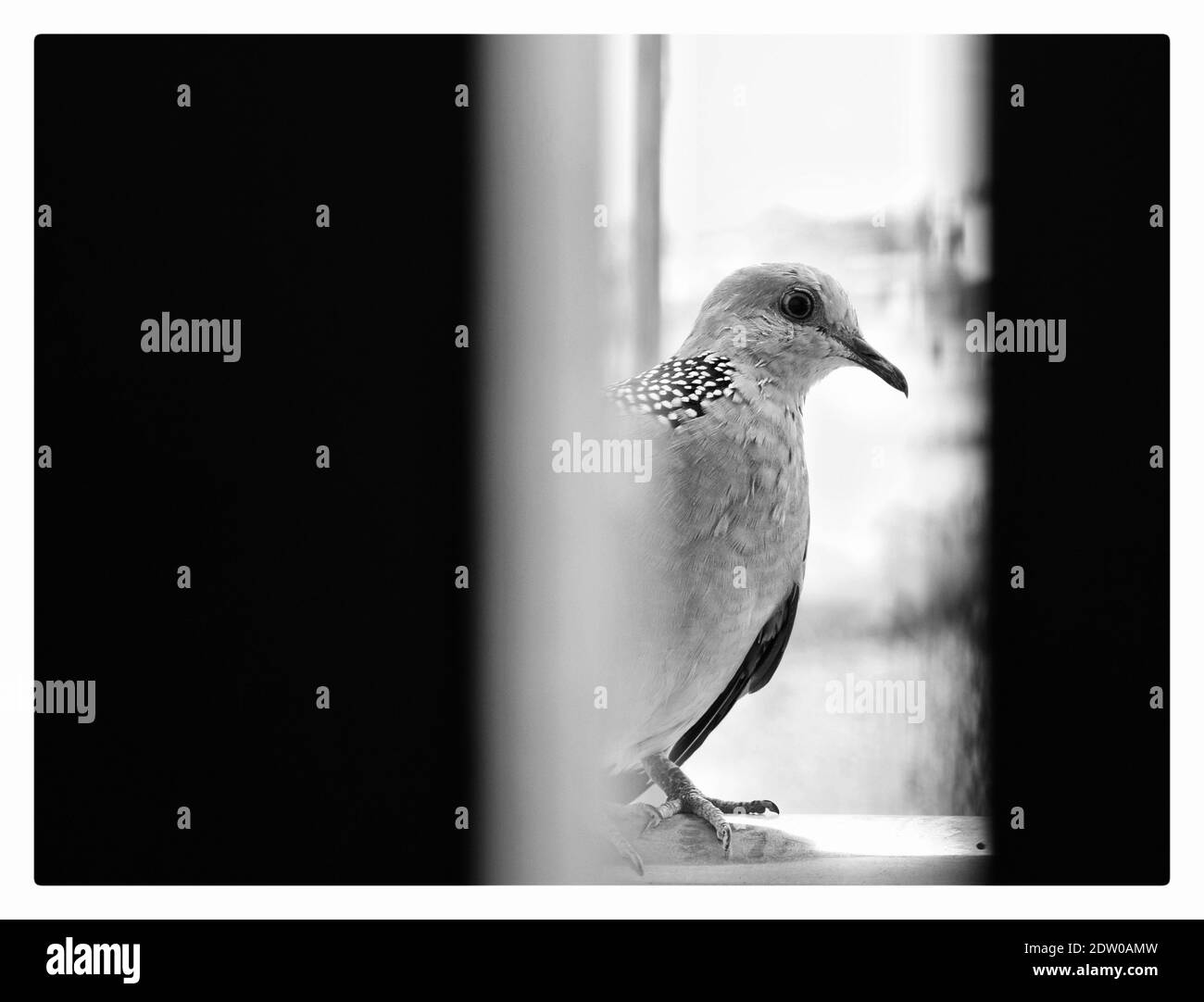 Bird on window sill Cut Out Stock Images & Pictures Alamy