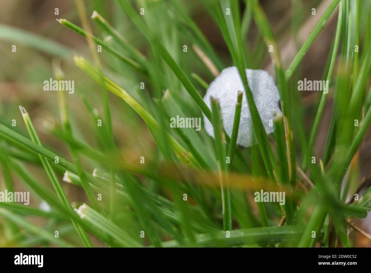 detail of single hailstone with grass in springtime Stock Photo
