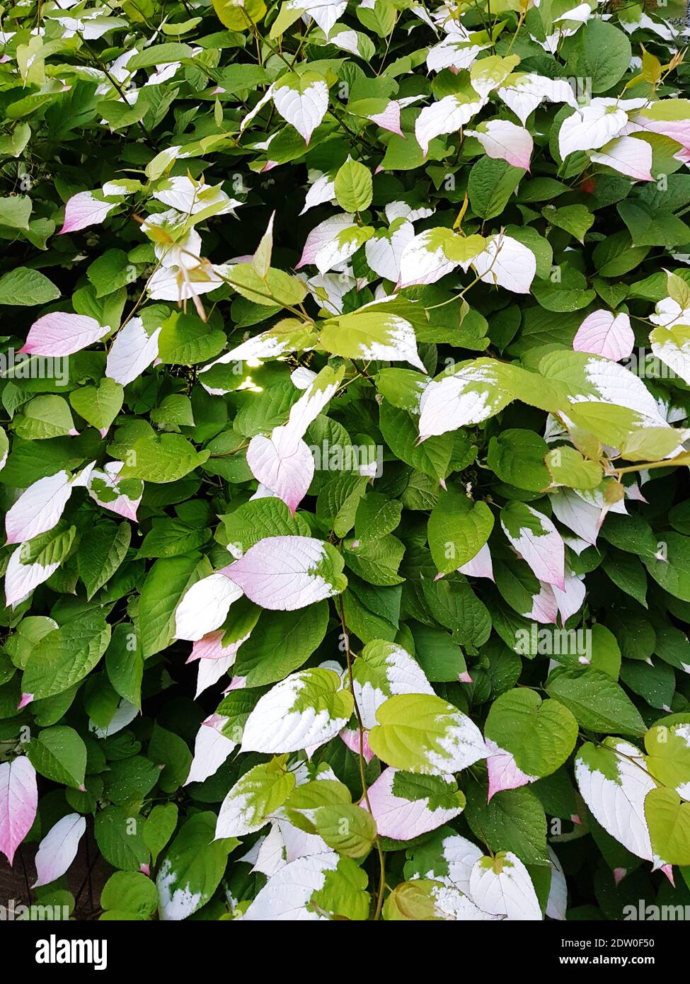 Full Frame Shot Of White Flowering Plants Stock Photo