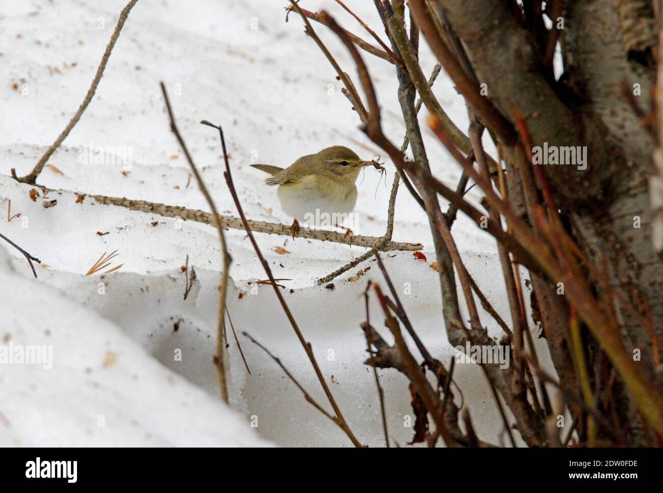 Willow Warbler (Phylloscopus trochilus) early migrant in snowscape with spider in bill  Georgia                May Stock Photo