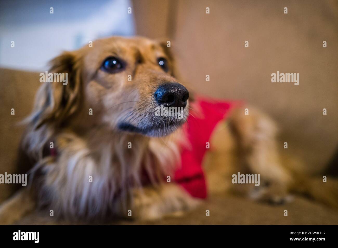 dog in the house Stock Photo