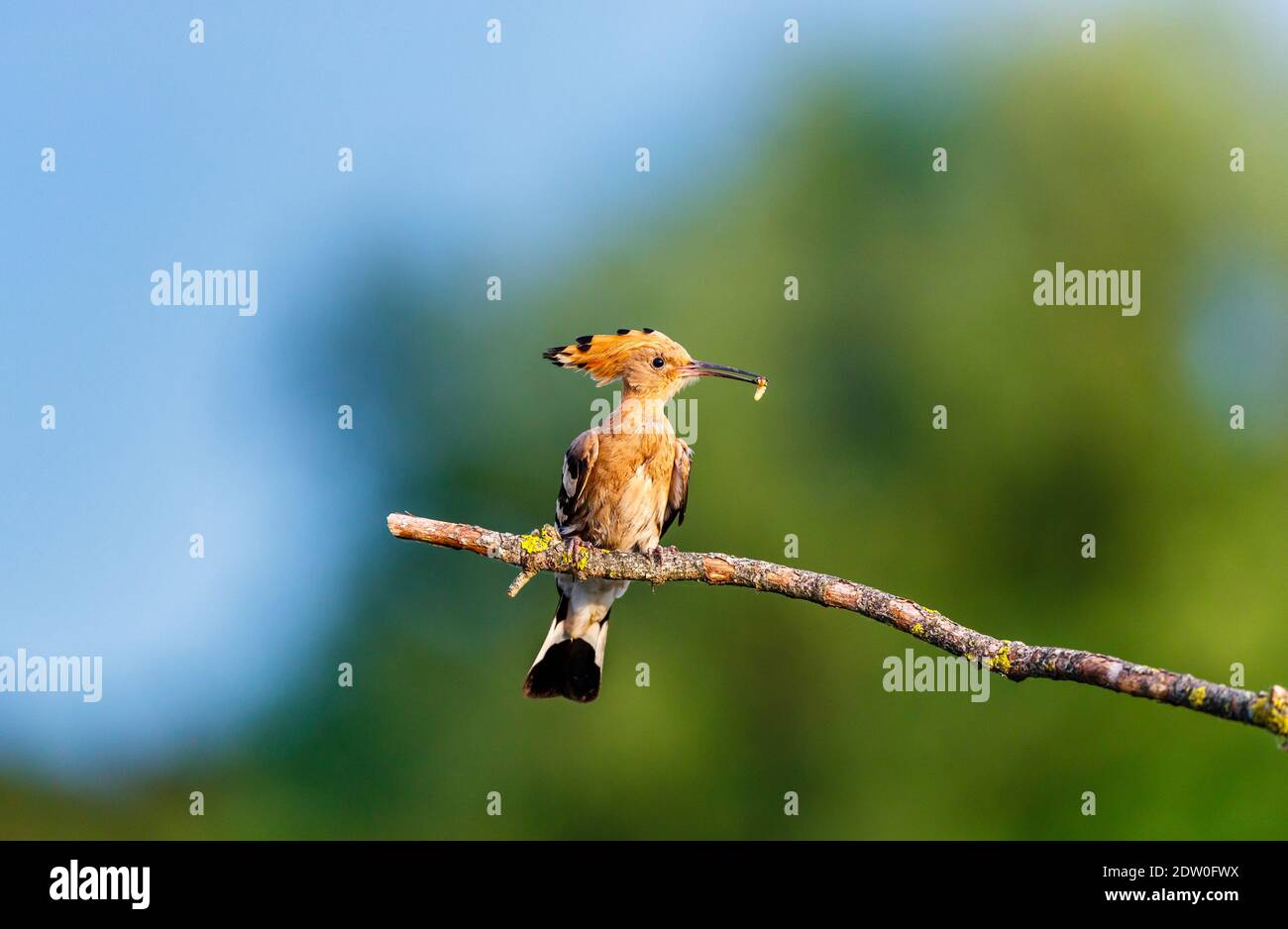 Hungarian Insect Koros Maros High Resolution Stock Photography and Images - Alamy