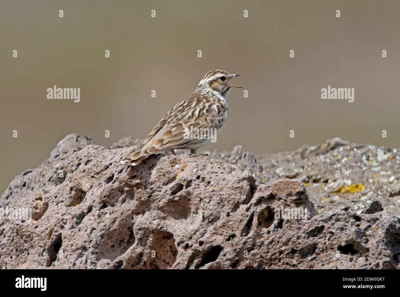 Woodlark (Lullula arborea pallida) male perched on rock singing  Armenia              May Stock Photo