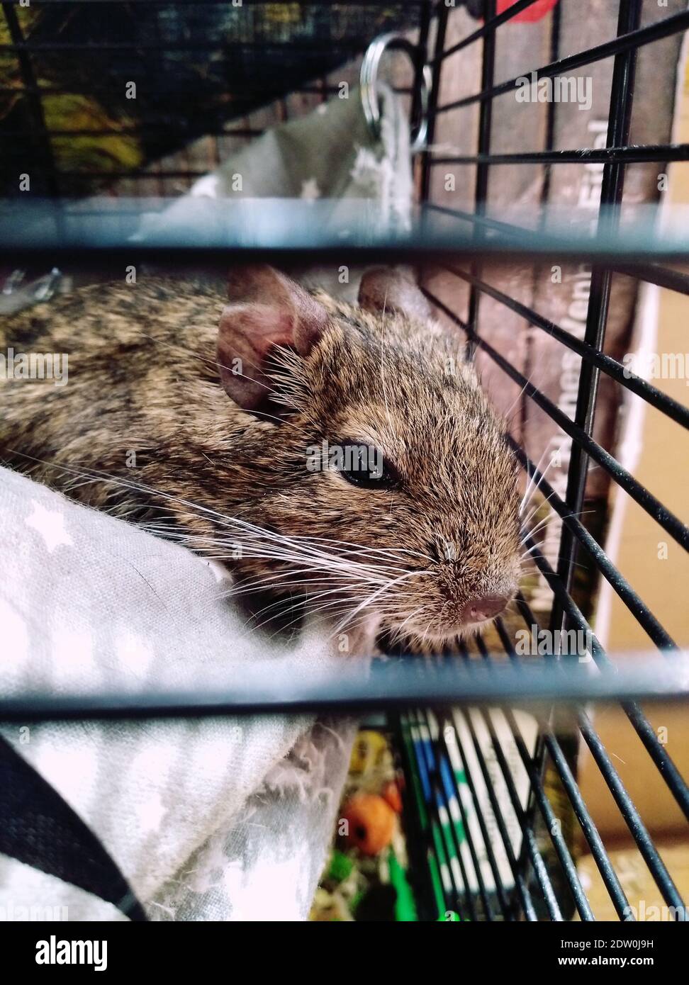 small degu cage