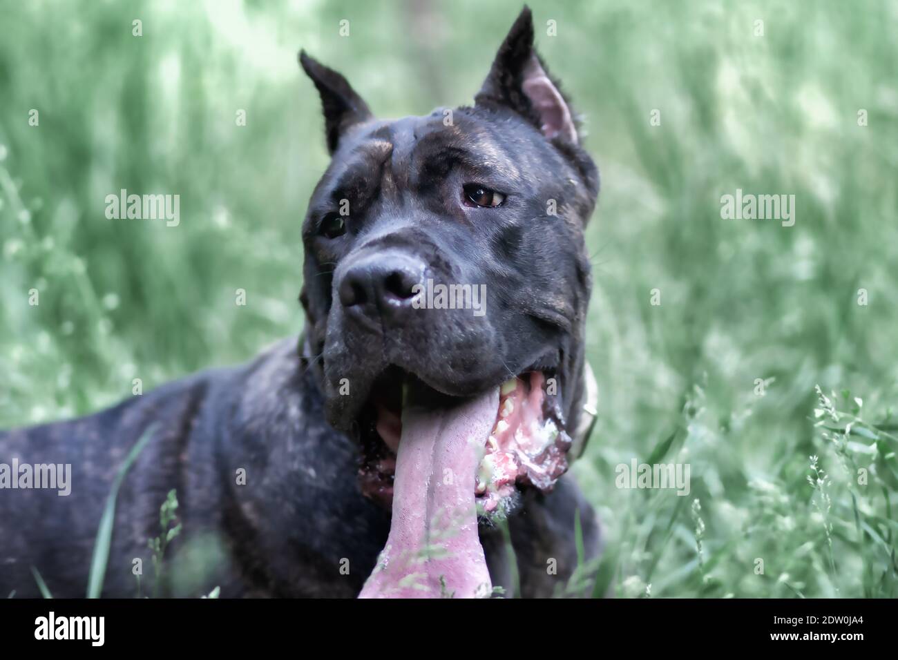 Portrait Italian cane Corso in the Park on the green lawn. Strength, power, muscle, dog Stock Photo