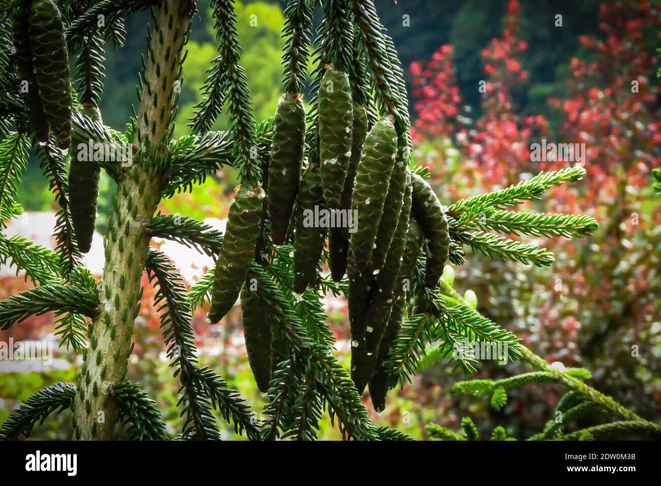 Close-up Of Pine Tree Stock Photo