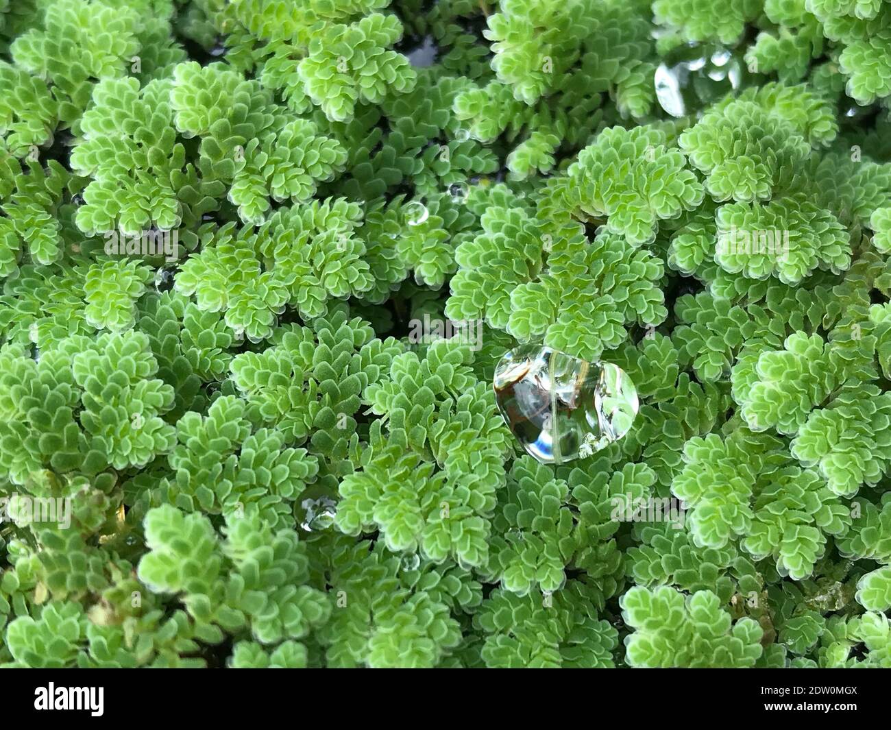 High Angle View Of Water Drop On Plants Stock Photo