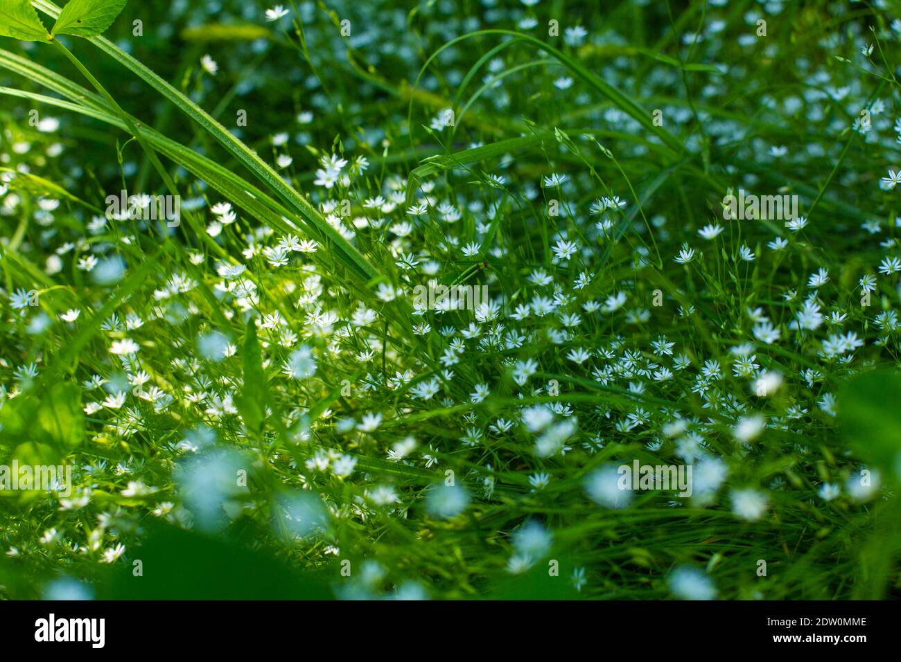 A green field with delicate small white blooming flowers. Lightness and greenery. Spring. Stock Photo