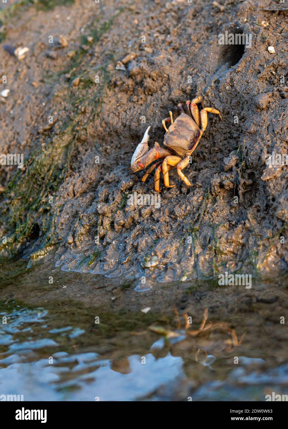 Big-legged sea crabs in their habitat Stock Photo