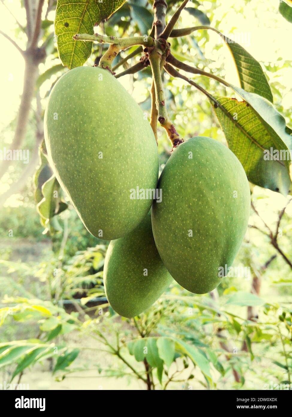 Closeup Of Mangoes Growing On Tree Stock Photo Alamy