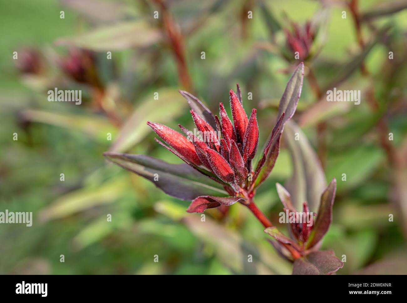 Closeup of buds of the evening primerose Oenothera tetragona 'sonnenwende' herb plant Stock Photo