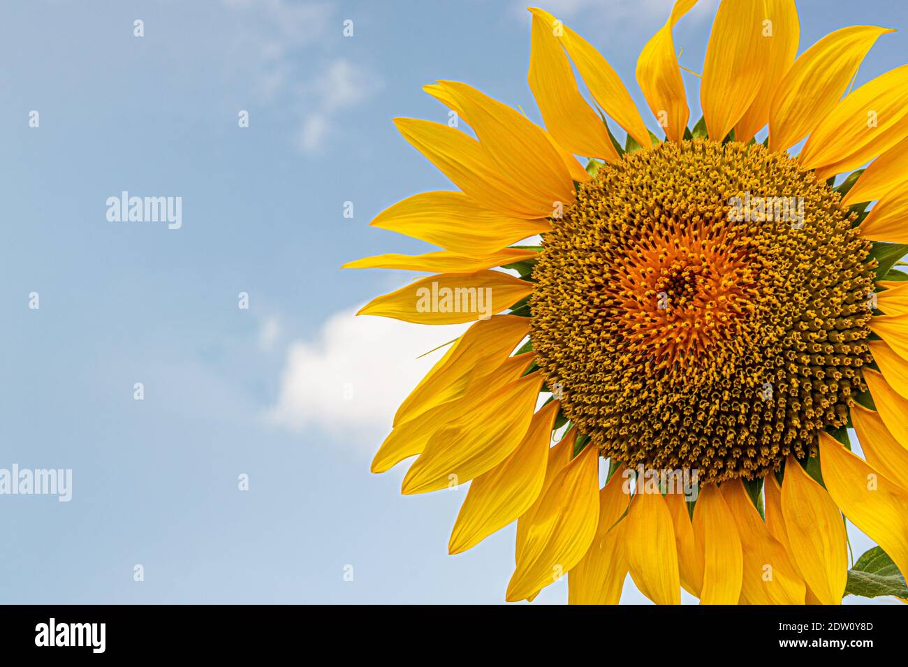 Open sunflowers facing the sun Stock Photo Alamy