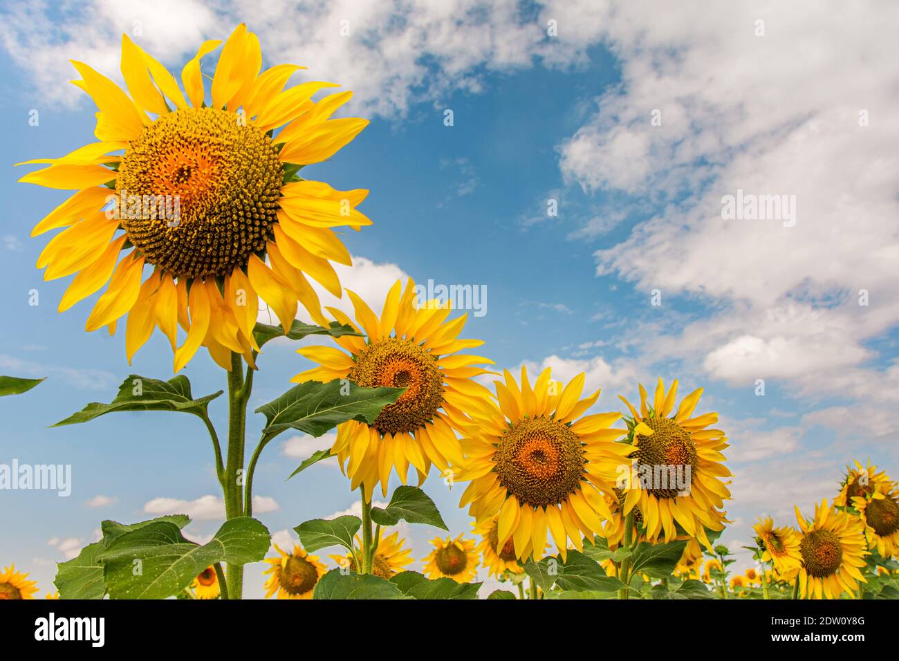 Open sunflowers facing the sun Stock Photo Alamy