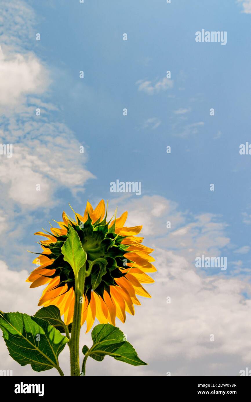 Open sunflowers facing the sun Stock Photo Alamy