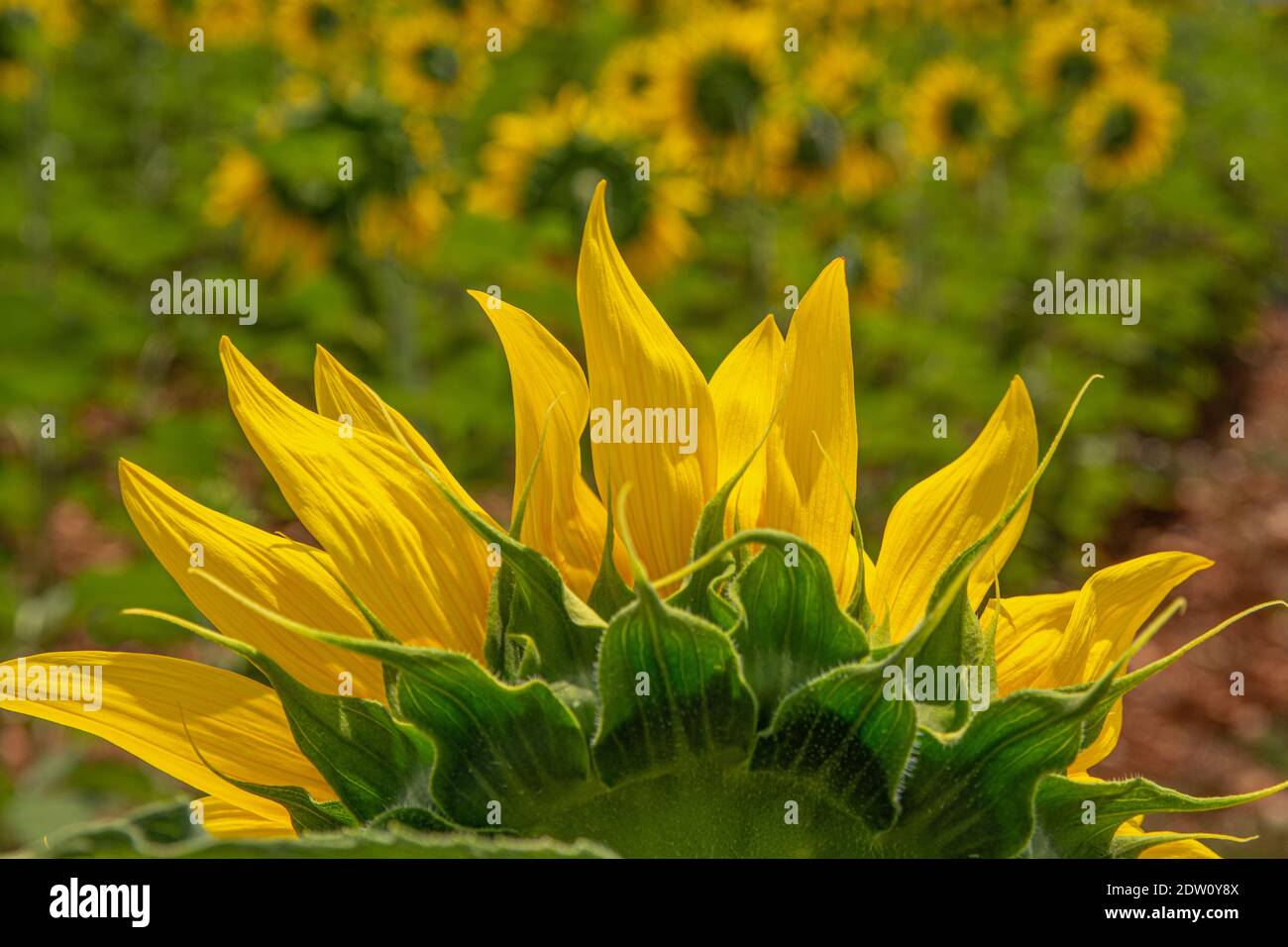 Open sunflowers facing the sun Stock Photo Alamy