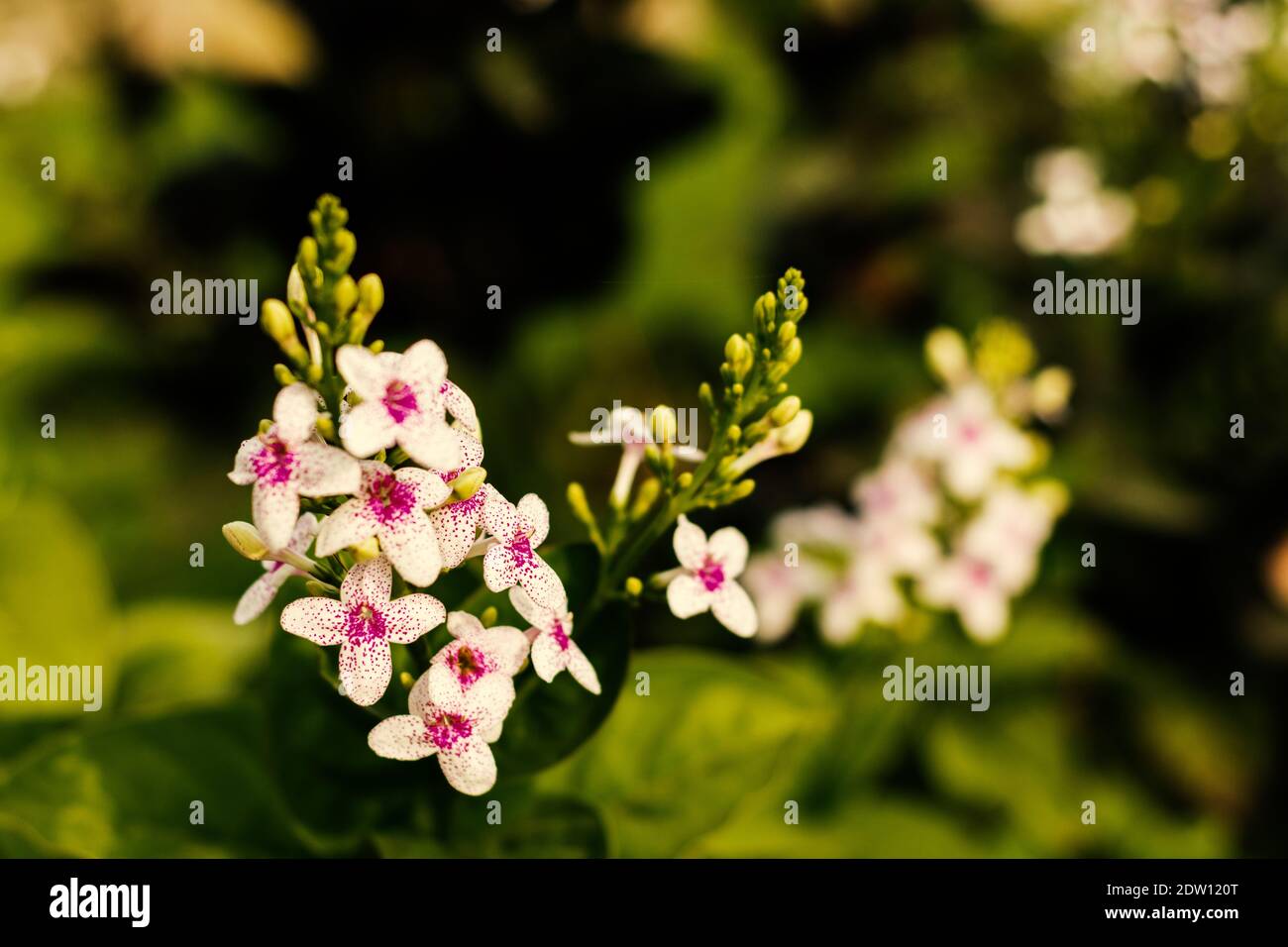 A selective focus shot of beautiful pseuderanthemum reticulatum flowers Stock Photo