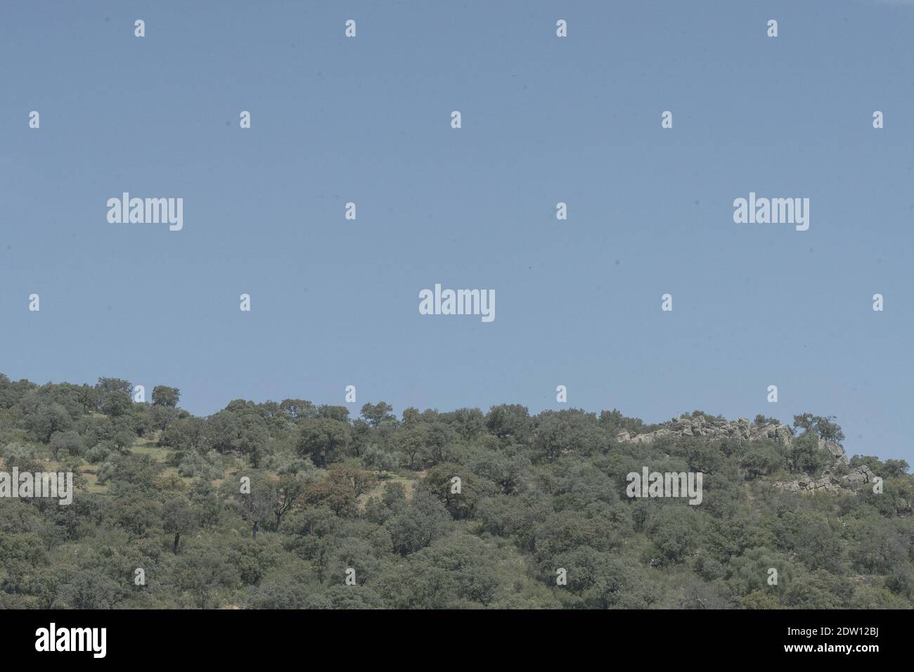 A beautiful view of green trees in the forest under a blue sky Stock ...