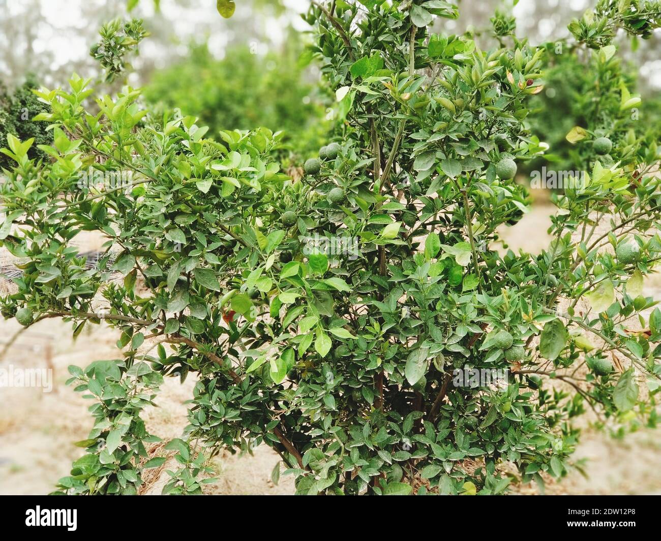 Limes Growing On Plant At Farm Stock Photo Alamy
