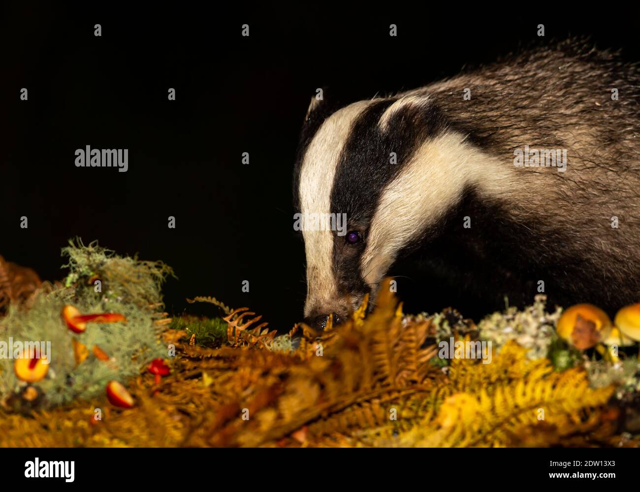 Badger. Scientific name: Meles Meles.  Wild, native, European badger foraging in natural woodland habitat with golden ferns and fungus.  Facing left. Stock Photo
