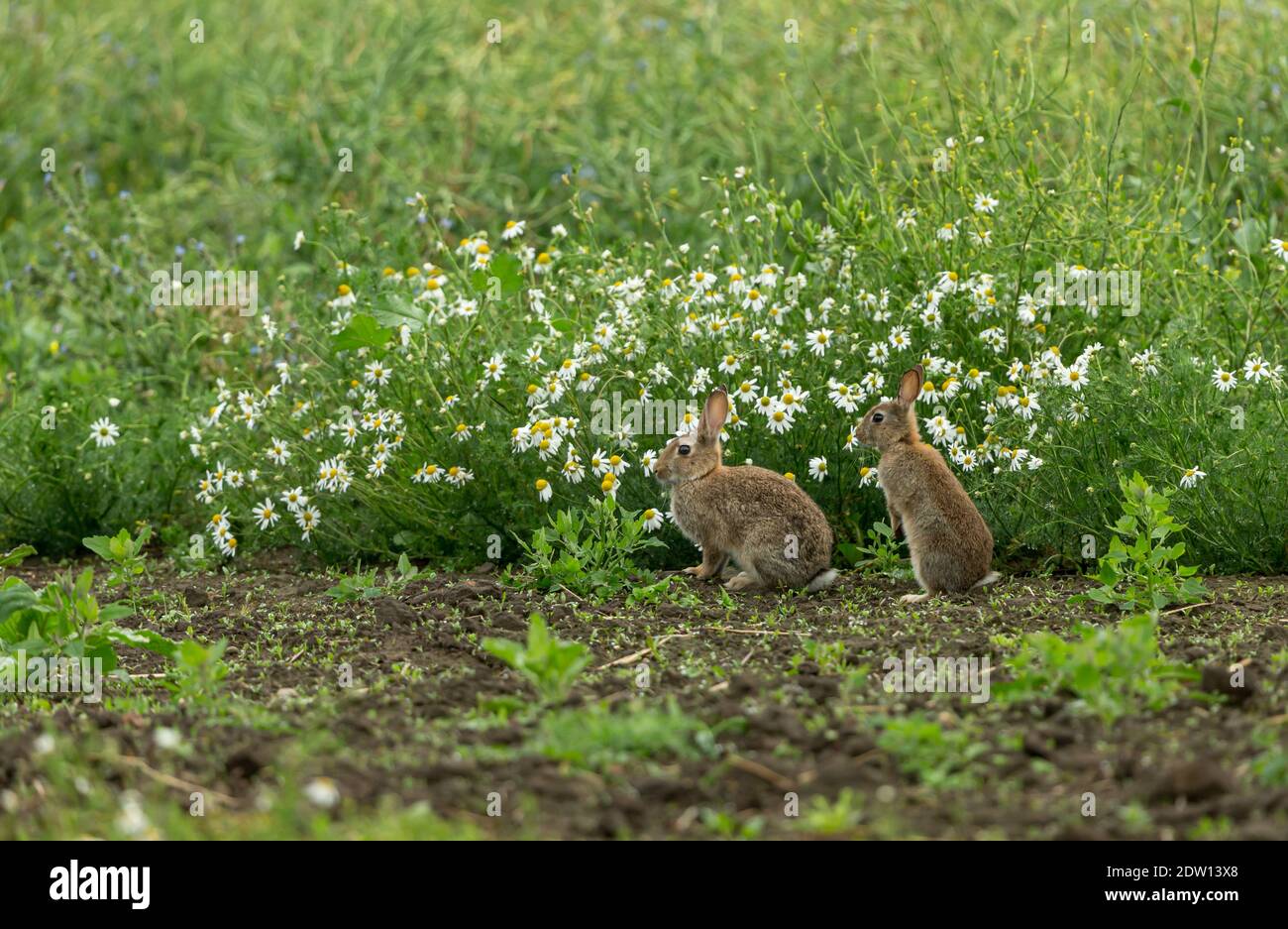 Rabbits.Two wild, native young rabbits (Oryctolagus cuniculus) on the edge of farmland with white Dog Daisies and facing left. Summertime. North Yorks Stock Photo