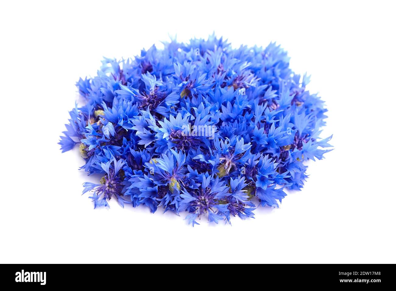 Blue fresh cornflower flowers heap isolated on white background. Herbal