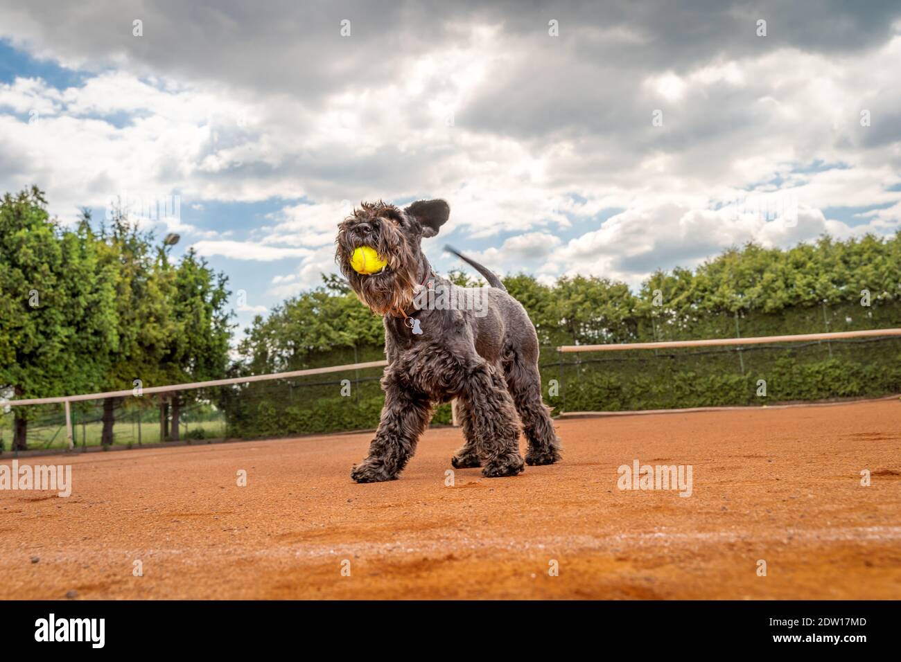 Dog on a tennis court with ball Stock Photo Alamy